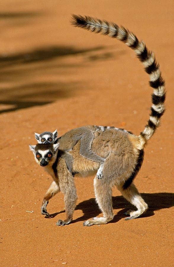 6,613 Madagascar Animals Stock Photos - Free & Royalty-Free Stock Photos  from Dreamstime