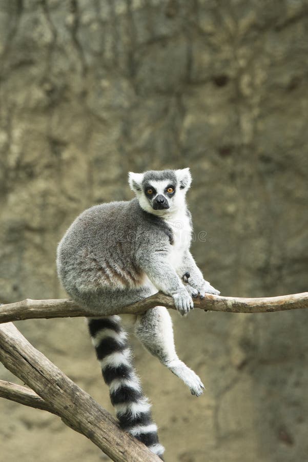 Ring Tailed Lemur dans le zoo photographie stock libre de droits Ring Tailed Lemur dans le zoo photographie stock libre de droits