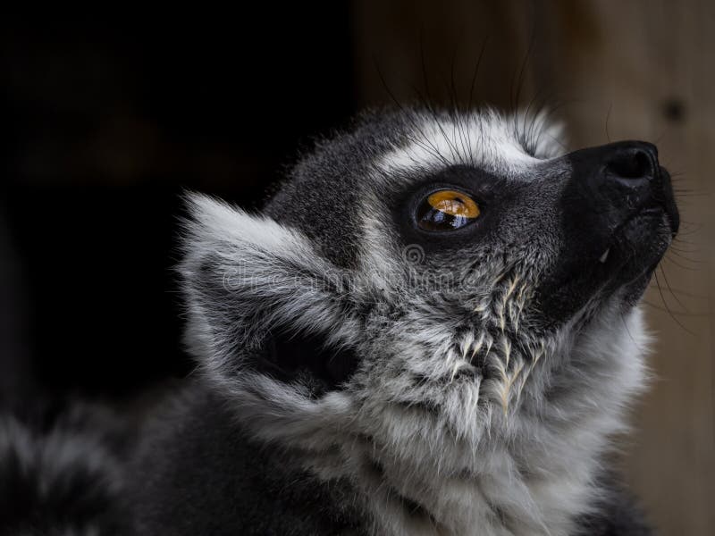 Lemur Face, Closeup Portrait of Madagascar Monkey. Ringtailed Lemur