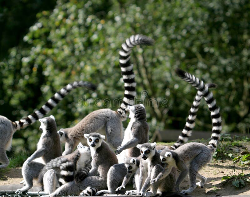 Ring-tailed Lemur family
