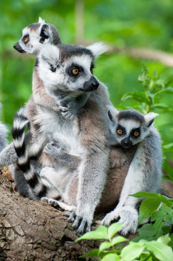 Ring-tailed lemur with her cute babies