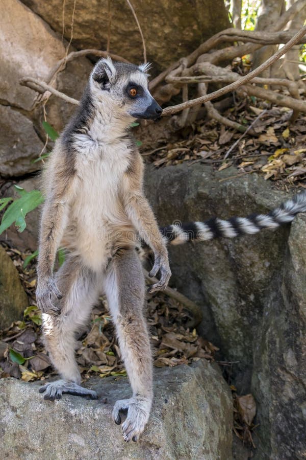 Ring Tailed Lemur Kata , Stand on Two Legs Close Up Wild Lemur,wild Nature  Madagascar Stock Photo - Image of lemurwild, animals: 130389266