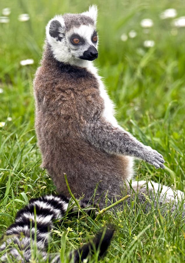 Ring-tailed lemur 4