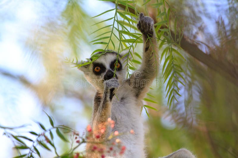 Ring-tailed lemur (lemur catta)