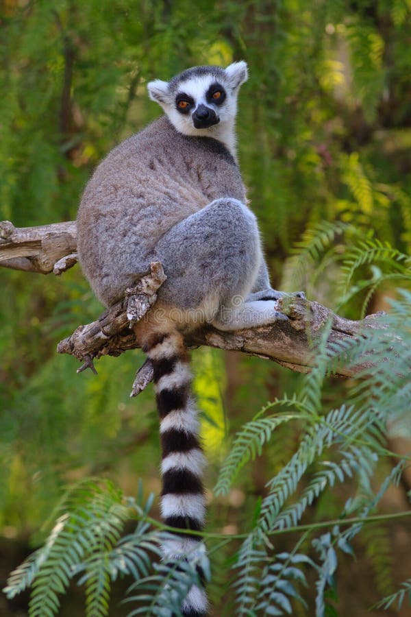 Ring-tailed lemur (lemur catta)