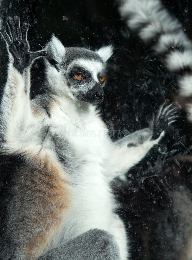 Ring-tailed lemur (Lemur Catta) behind a glass aviary zoo