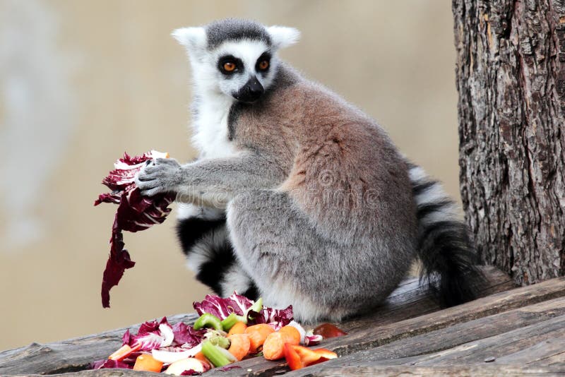 Ring-tailed lemur (Lemur catta) eating fruits and vegetables