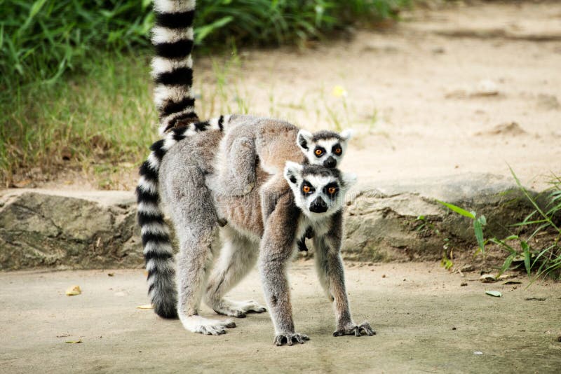 ring-tailed lemur (lemur catta)