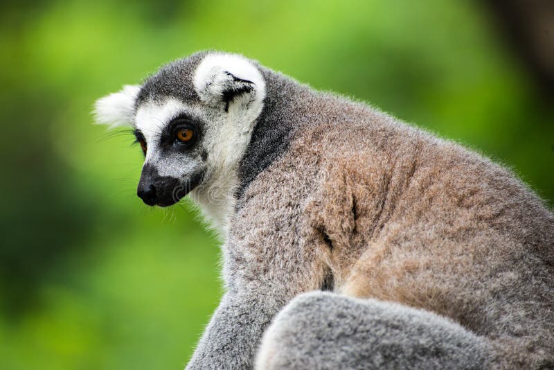 Ringtailed Lemur (lemur Catta) Stock Image Image of black, lemures