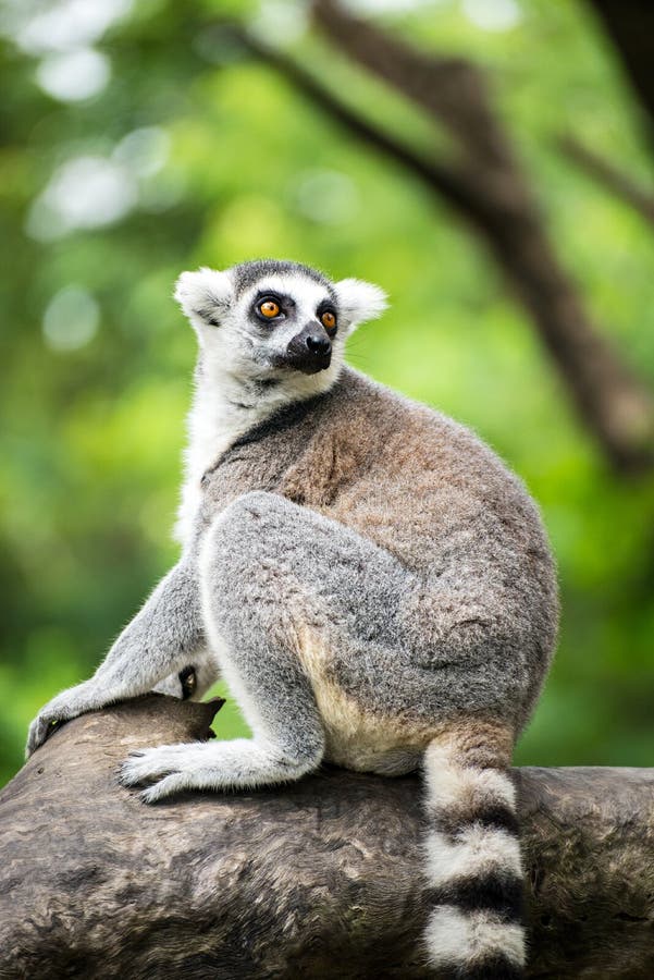 Ring-tailed Lemur (lemur Catta) Stock Image - Image of black, mammal