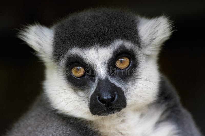 Ring-tailed lemur monkey