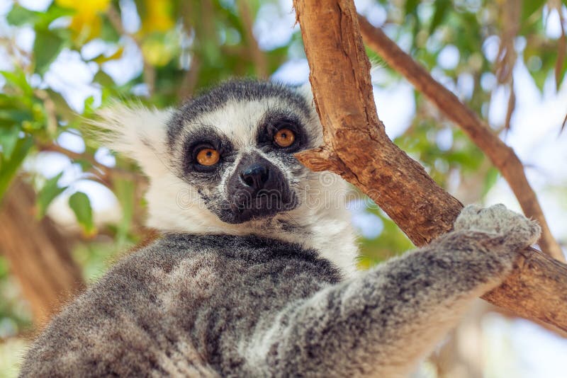 Ring-tailed Lemur Monkey Lemur Catta on the Tree Stock Image - Image of  looking, africa: 145579027