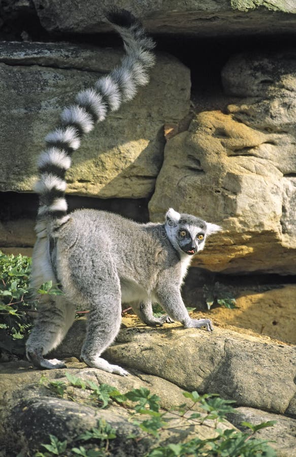 Ring-tailed Lemur raising tail, tongue out