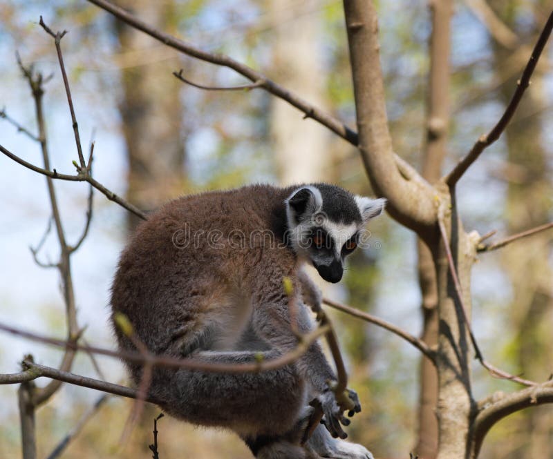Ring-tailed lemur sits alone in a tree stock photos Ring-tailed lemur sits alone in a tree stock photos