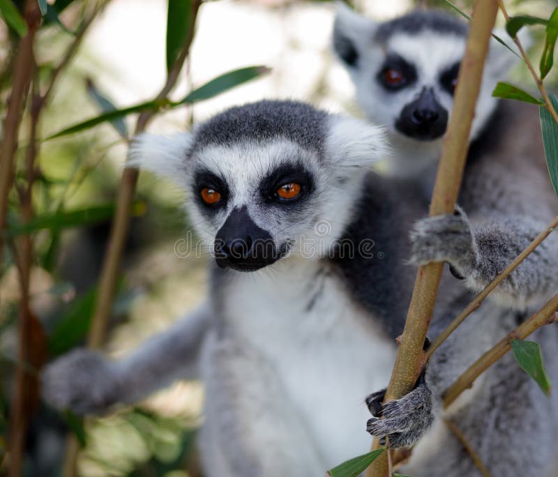 Krúžok-tailed lemur catta na strom a sledovať niečo.