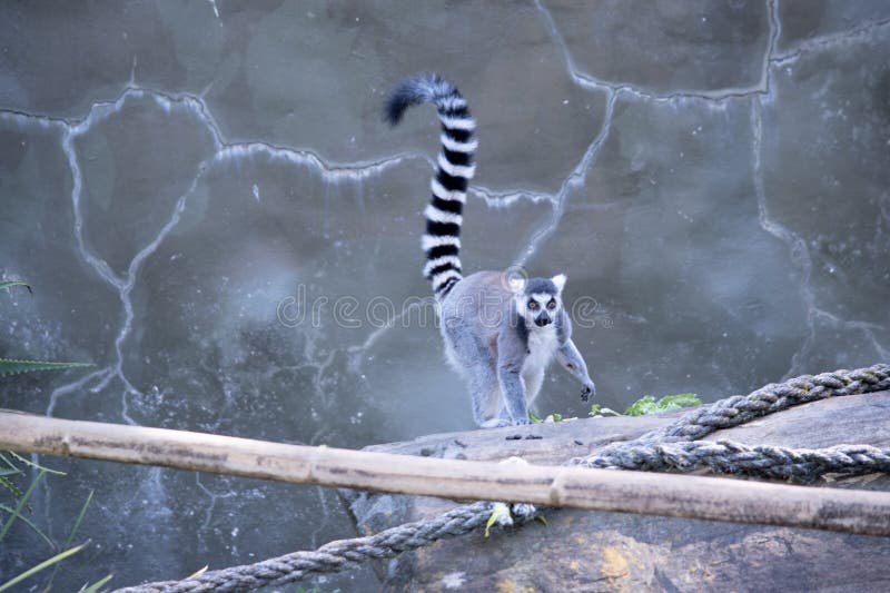 The ring tailed lemur is walking over to her dinner of vegetables. Ringtail possum stock images, royalty-free photos and pictures