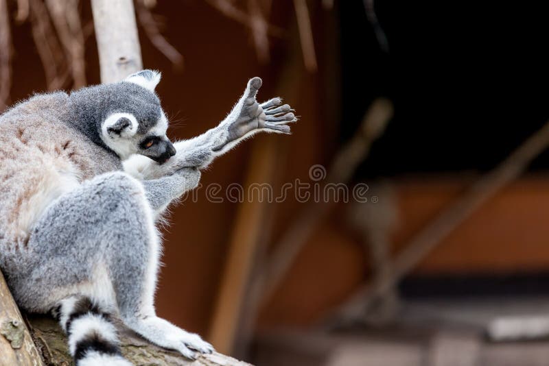 Ring-tailed lemur