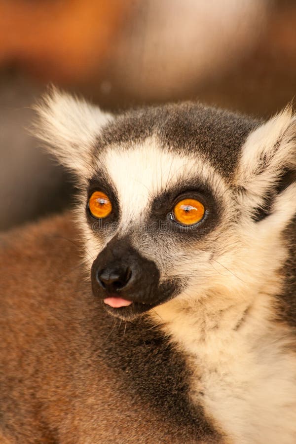 A Ring tailed lemurs prosimians in the sun