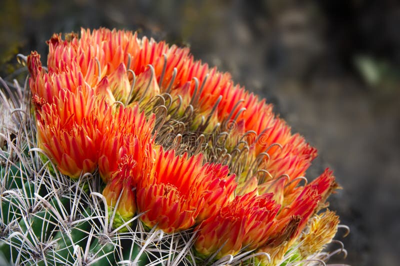 Ring van de heldere rode bloemen van de vatcactus in Sabino Canyon royalty-vrije stock foto's Ring van de heldere rode bloemen van de vatcactus in Sabino Canyon royalty-vrije stock foto's