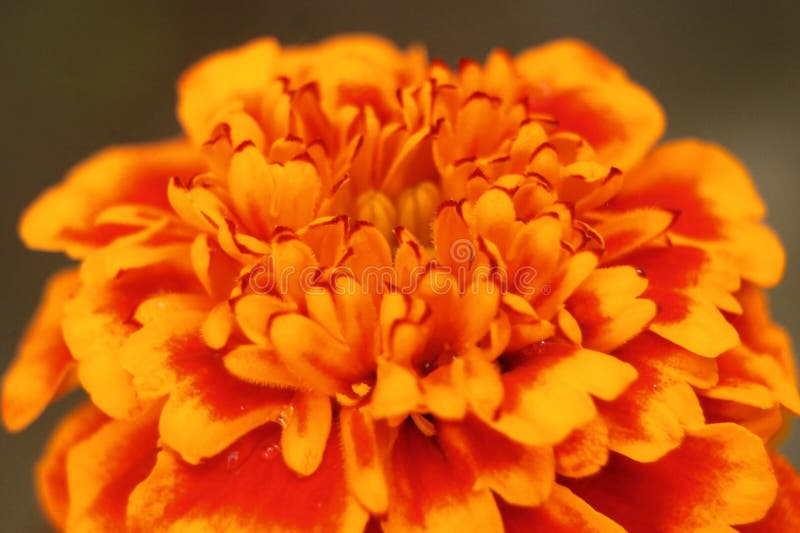 Ringblomma från närbild arkivbilder Ringblomma från närbild arkivbilder