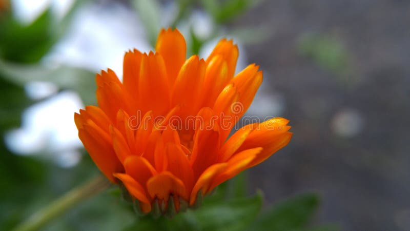 Ringblommanärbild arkivfoto Ringblommanärbild arkivfoto