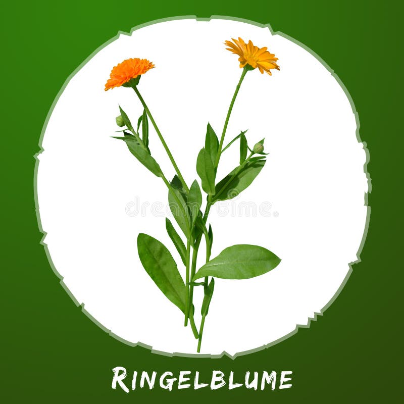 Ringblommaörter planterar gräsplan för att växa bladet för mat för aveln för arom för anstrykning för kryddakocksmak arkivbilder Ringblommaörter planterar gräsplan för att växa bladet för mat för aveln för arom för anstrykning för kryddakocksmak arkivbilder