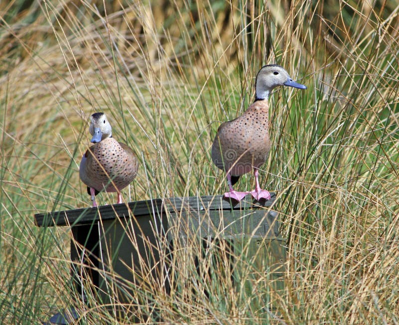 Ringed Teal royalty free stock photo Ringed Teal royalty free stock photo