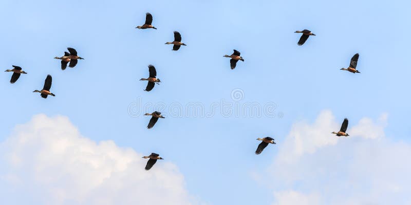ringed teal flying royalty free stock image ringed teal flying royalty free stock image