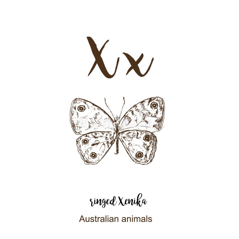 Ringed xenika butterfly, A to z, alphabet sketch australian animals drawing vector illustration. Vintage hand drawn with lettering stock illustration