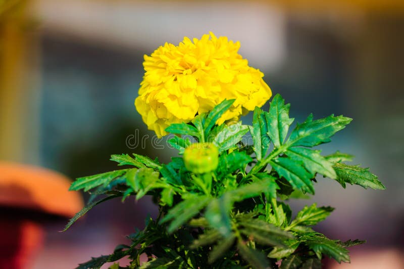 Ringelblume Calendula lizenzfreies stockbild Ringelblume Calendula lizenzfreies stockbild