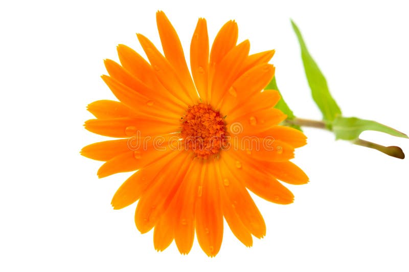 Ringelblume mit Wassertropfen stockfotografie