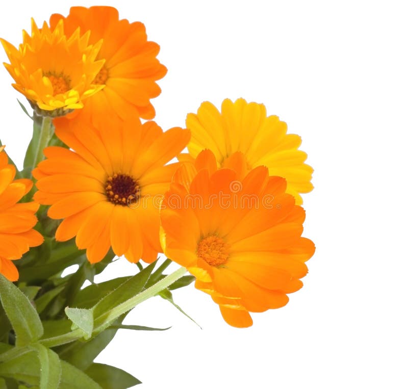 Ringelblume lizenzfreie stockfotografie