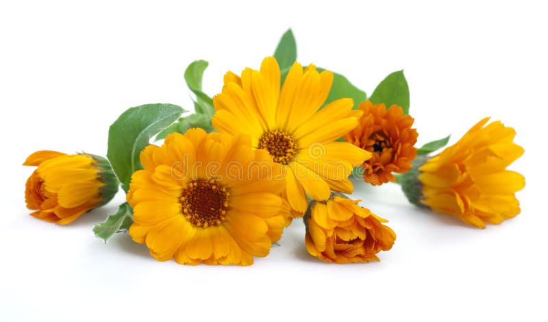 Ringelblume stockbilder