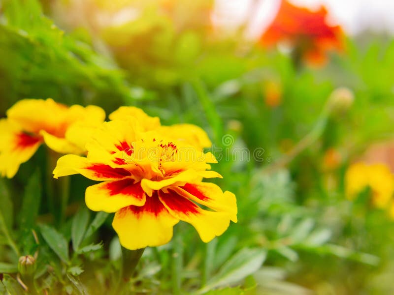 Ringelblumenblume auf einem Blumenbeet im Garten Unscharfer Hintergrund, selektiver Fokus, Nahaufnahme lizenzfreie stockfotos Ringelblumenblume auf einem Blumenbeet im Garten Unscharfer Hintergrund, selektiver Fokus, Nahaufnahme lizenzfreie stockfotos