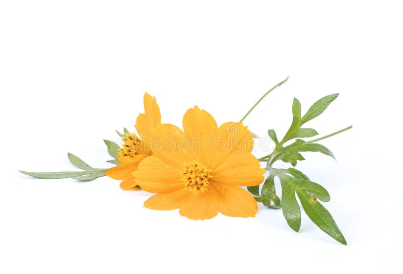 Ringelblume auf weißem Hintergrund lizenzfreies stockbild