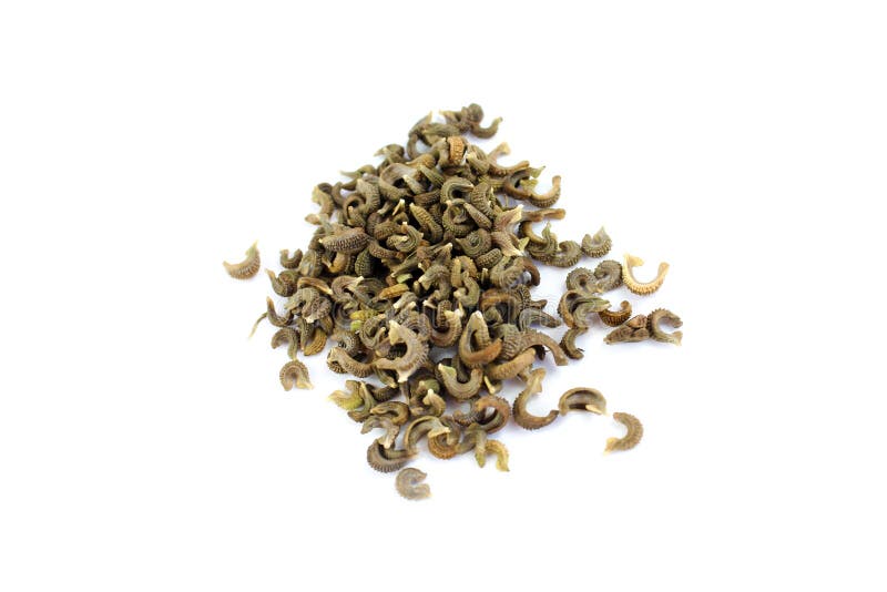 Ringelblumenblume, Samen auf weißem Hintergrund lizenzfreies stockfoto