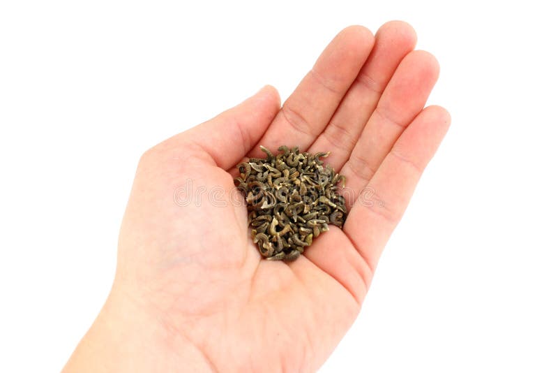 Ringelblumenblume - Samen in der Hand stockfotos