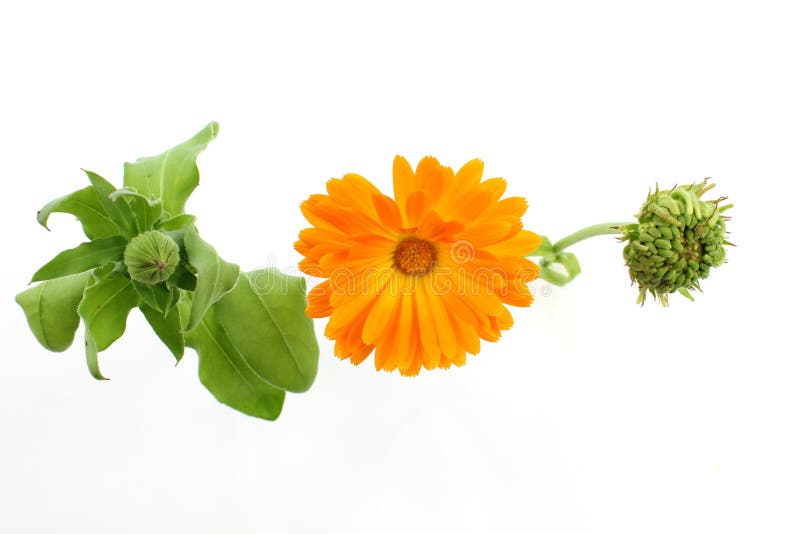 Ringelblumenblume - Samen, Knospe, Blüte lizenzfreies stockbild