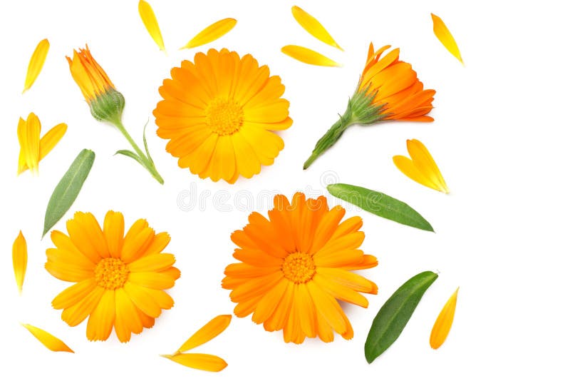 Ringelblumenblumen isoliert auf weißem Hintergrund. Calendulablume. Draufsicht