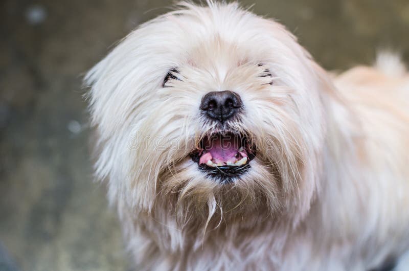 Ringhii del cane nella macchina fotografica Maltese è arrabbiato e mostra le zanne immagini stock Ringhii del cane nella macchina fotografica Maltese è arrabbiato e mostra le zanne immagini stock