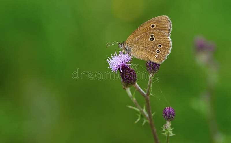 Ringlet (Aphantopus hyperantus) royalty free stock photos