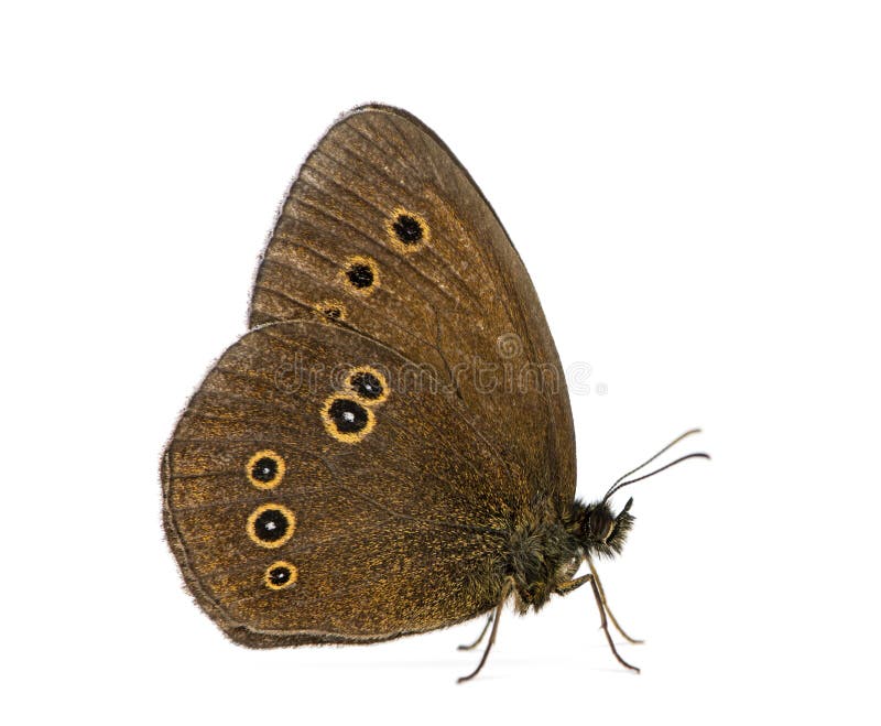 Ringlet, Aphantopus hyperantus in front of a white background royalty free stock photography