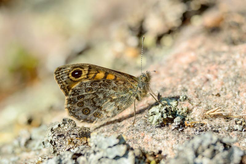 Ringlet (Aphantopus hyperantus) royalty free stock image
