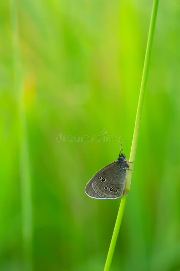 Ringlet, Aphantopus hyperantus resting on straw royalty free stock images