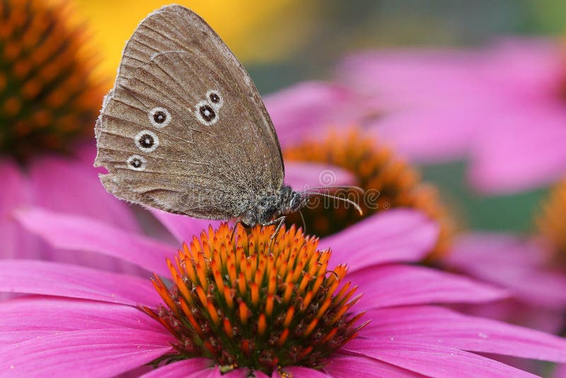 Ringlet, Aphantopus hyperantus royalty free stock photos