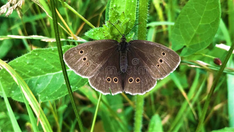 Ringlet Aphantopus hyperantus stock images