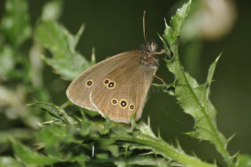 Ringlet Butterfly - Aphantopus hyperantus stock photo