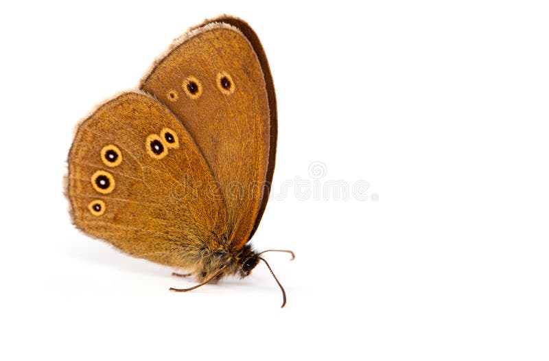 Ringlet butterfly (Aphantopus hyperantus) royalty free stock photos
