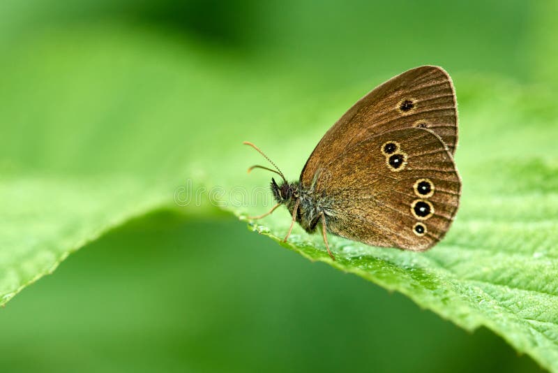 Ringlet butterfly Aphantopus hyperantus royalty free stock image.