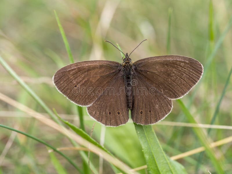Ringlet in the grass, Aphantopus hyperantus stock photos